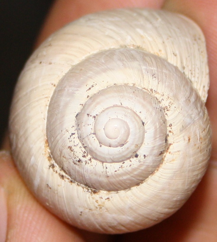 Helix cincta?